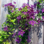 Voir la diapositive 5 : PLANT IN A BOX Clématite - Lot de 2 - Clematis 'The President' - Hauteur 100-120cm - ⌀17cm