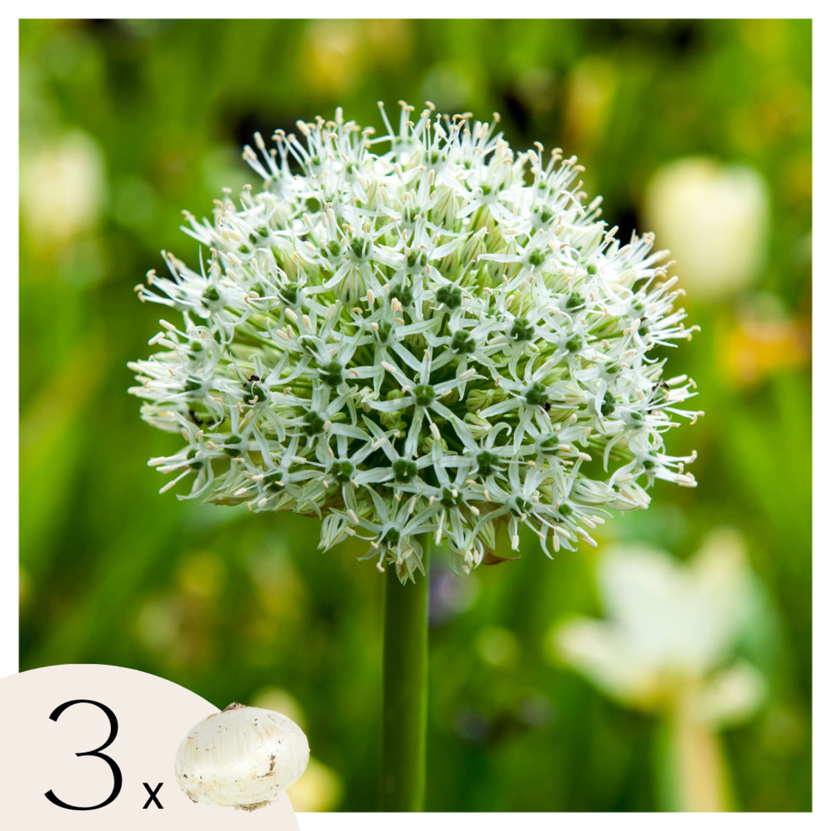PLANT IN A BOX Ail - Set de 3 - Allium 'Mount Everest' - Bulbes à fleurs - Blanc
