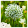 Voir la diapositive 1 : PLANT IN A BOX Ail - Set de 3 - Allium 'Mount Everest' - Bulbes à fleurs - Blanc
