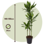 Voir la diapositive 2 : PLANT IN A BOX Dragonnier - Dracaena fragrans 'Cintho' - Hauteur 140-150cm - ⌀24cm