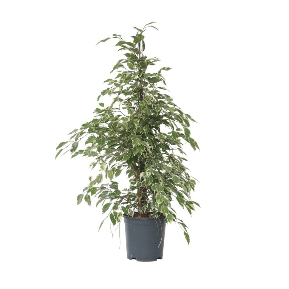PLANT IN A BOX Ficus pleureur - Ficus Benjamina 'Twilight' - Hauteur 100-110cm - ⌀21cm