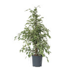 PLANT IN A BOX Ficus pleureur - Ficus Benjamina 'Twilight' - Hauteur 100-110cm - ⌀21cm