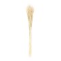 RICO DESIGN Gerbes de blés séchés naturel - 70 cm