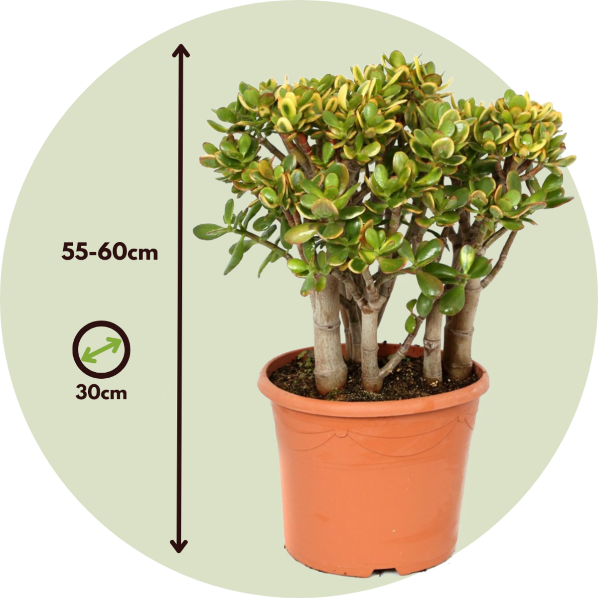 PLANT IN A BOX Arbre de jade - Crassula ovata 'Sunset' - Hauteur 55-60cm - ⌀30cm