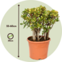 Voir la diapositive 2 : PLANT IN A BOX Arbre de jade - Crassula ovata 'Sunset' - Hauteur 55-60cm - ⌀30cm