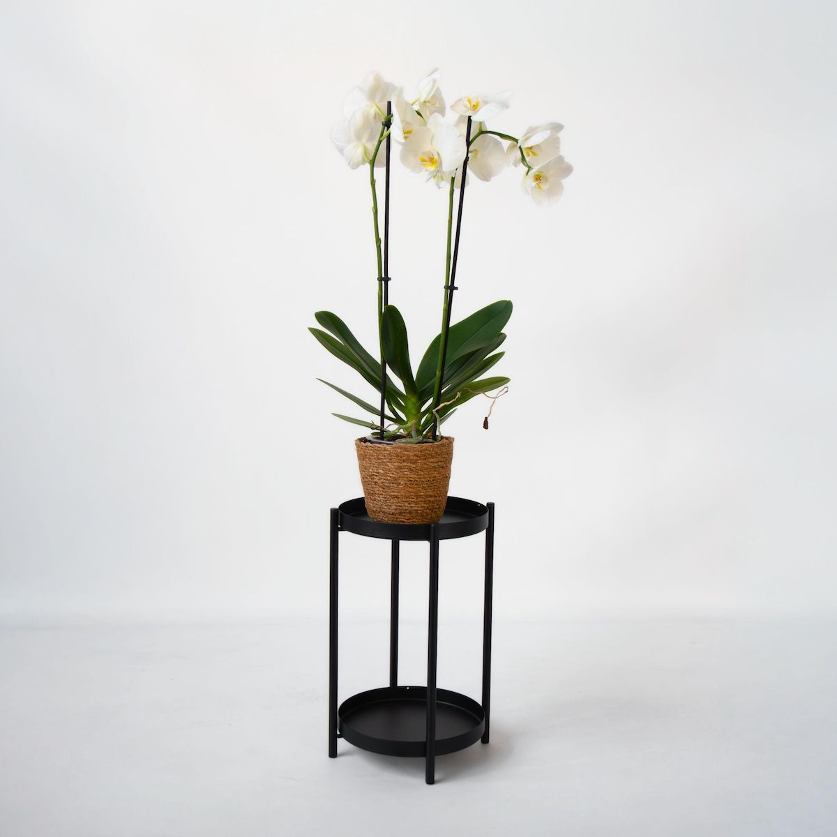 PLANT IN A BOX Orchidée papillon - Phalaenopsis - Hauteur 50-60cm - ⌀12cm