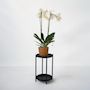 Voir la diapositive 5 : PLANT IN A BOX Orchidée papillon - Phalaenopsis - Hauteur 50-60cm - ⌀12cm