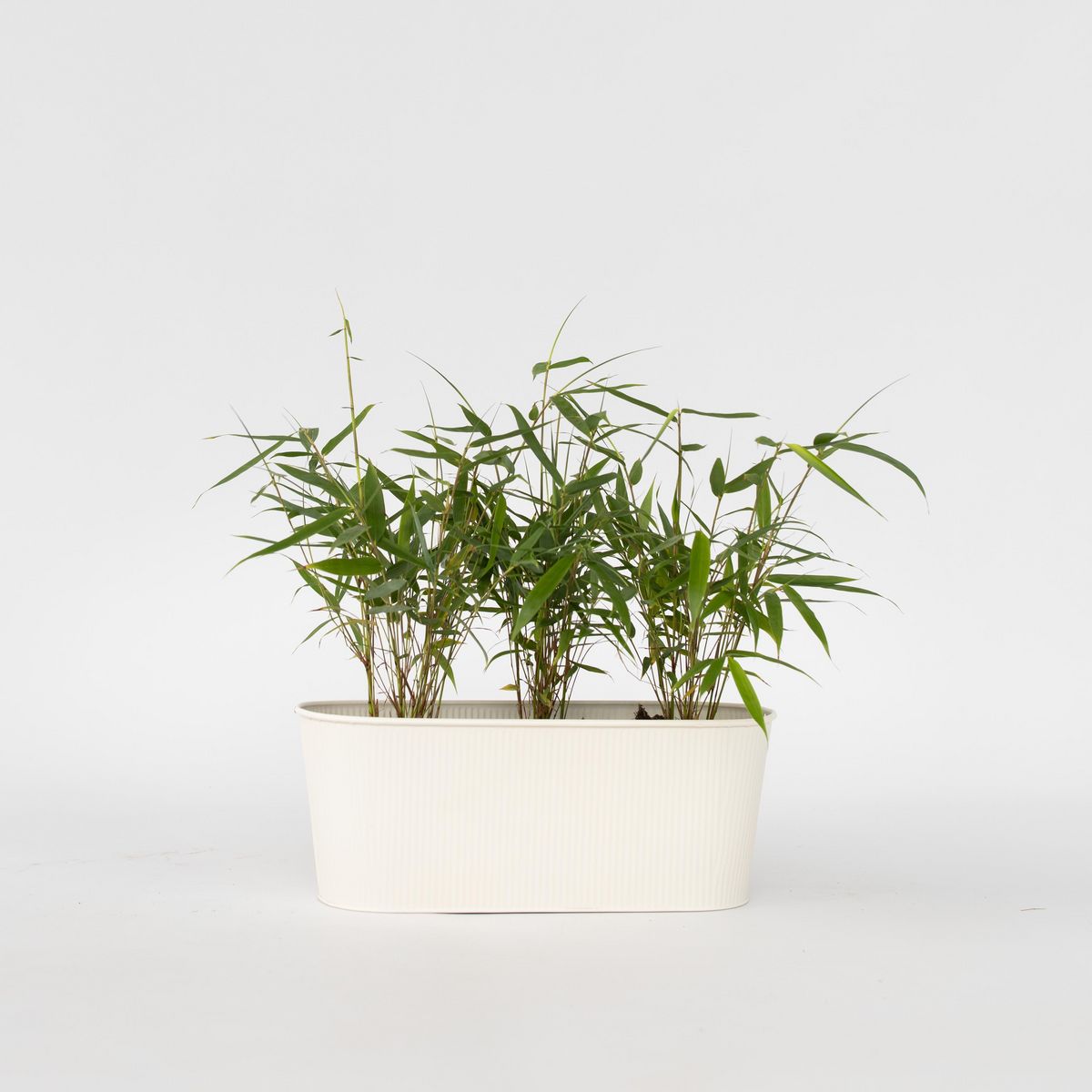 PLANT IN A BOX Bambou - Set de 3 - Fargesia 'Asian Wonder' - Hauteur 25-40cm - ⌀13cm