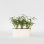 Voir la diapositive 6 : PLANT IN A BOX Bambou - Set de 3 - Fargesia 'Asian Wonder' - Hauteur 25-40cm - ⌀13cm