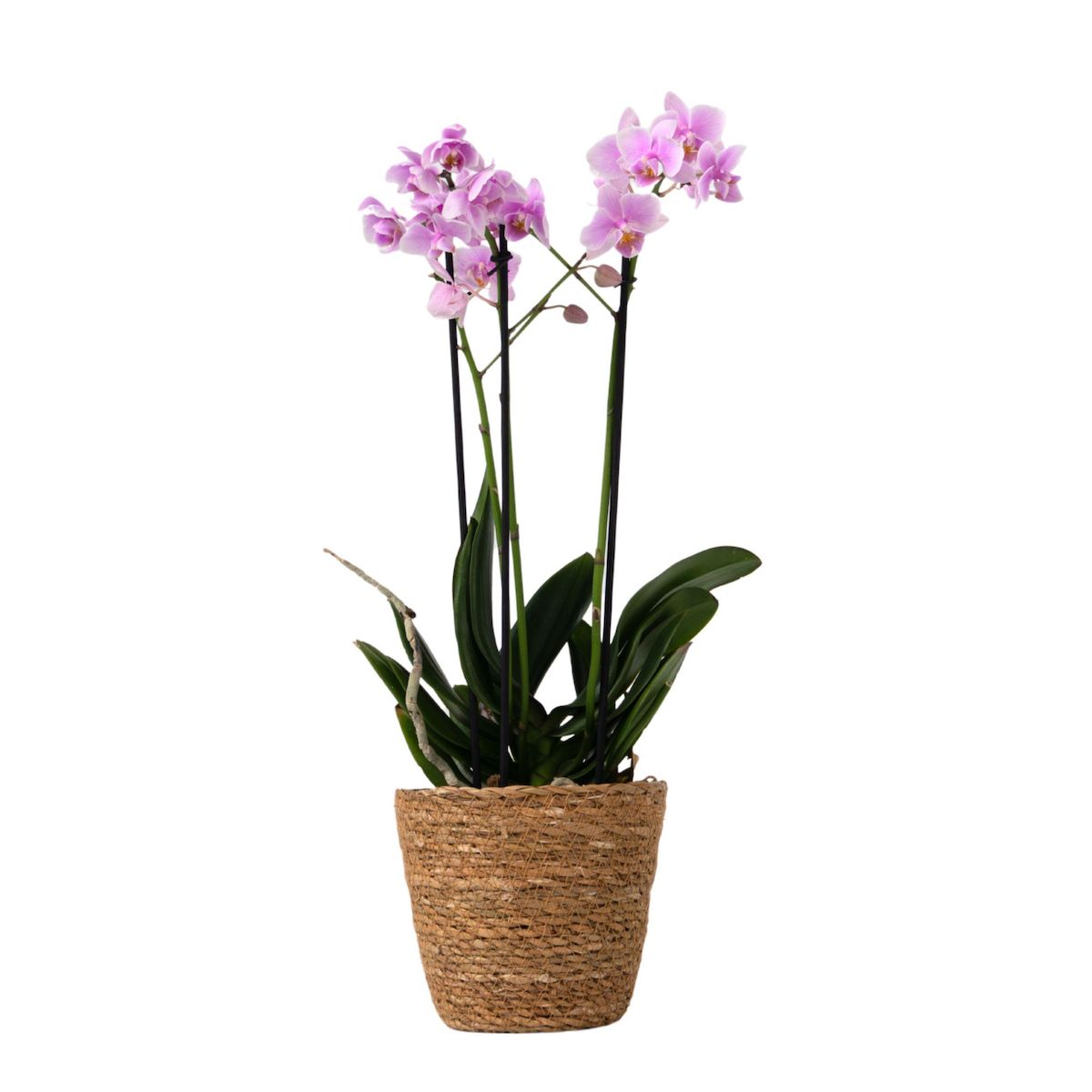 PLANT IN A BOX Orchidée papillon - Phalaenopsis Multiflora avec panier - Hauteur 35-45cm -⌀12cm