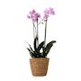 Voir la diapositive 1 : PLANT IN A BOX Orchidée papillon - Phalaenopsis Multiflora avec panier - Hauteur 35-45cm -⌀12cm