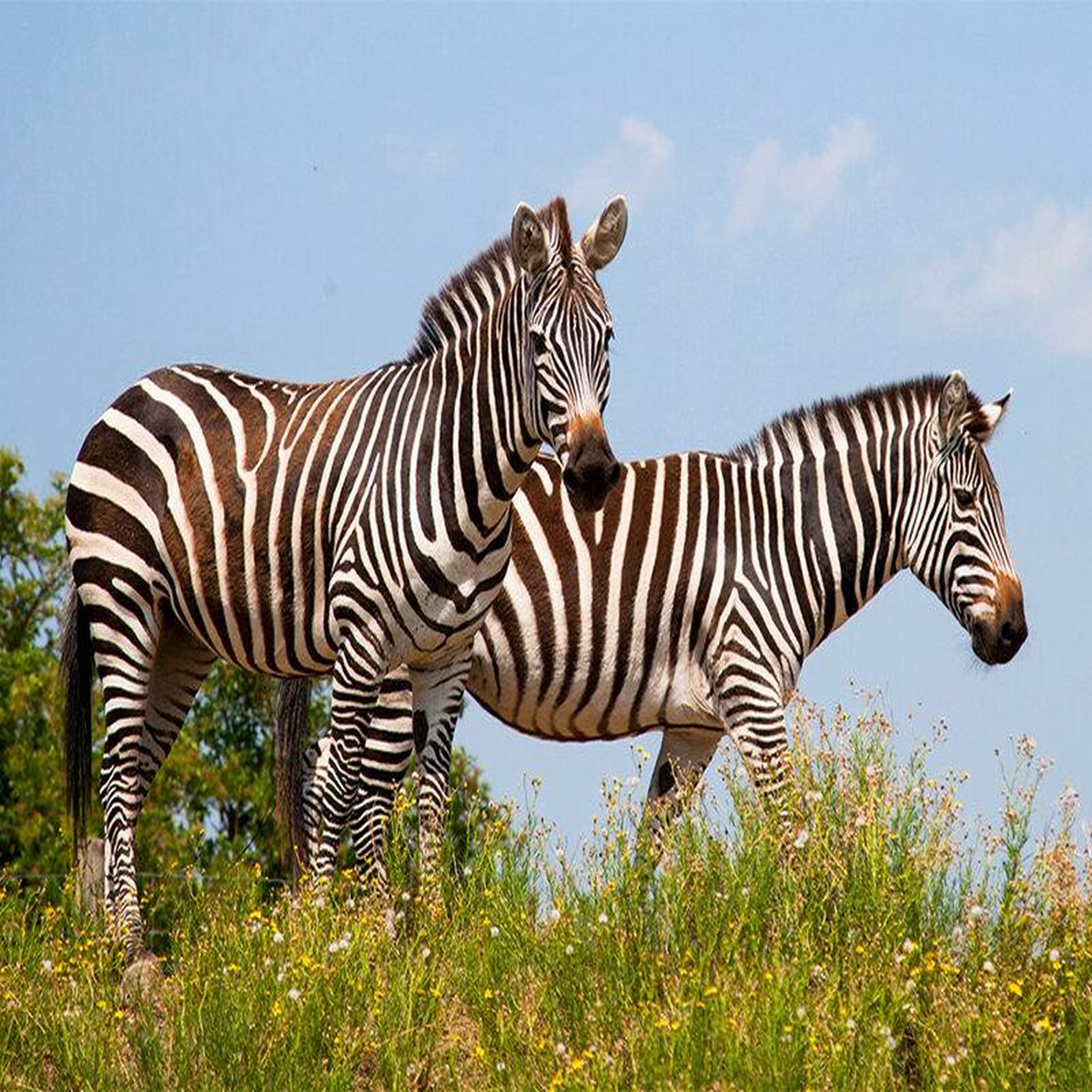 Voir la diapositive 2 : Smartbox Journée zoo en famille pour 1 adulte et 2 enfants au safari de peaugres - coffret cadeau sport & aventure