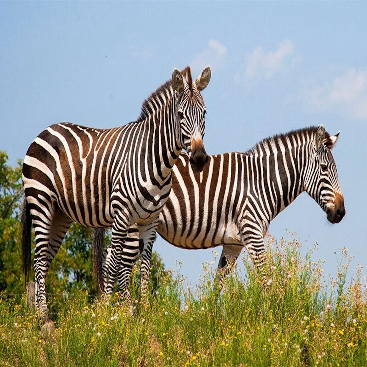 Smartbox Journée zoo en famille pour 1 adulte et 2 enfants au Safari de Peaugres - Coffret Cadeau Sport & Aventure