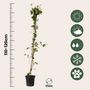 Voir la diapositive 2 : PLANT IN A BOX Chèvrefeuille - Set de 2 - Lonicera 'American Beauty' - H110-120cm - ⌀17cm