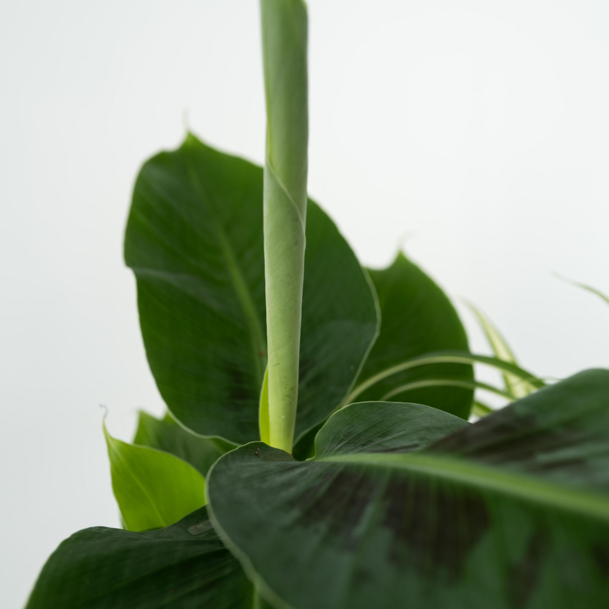 PLANT IN A BOX Plantes d'intérieur - Set de 4 - Areca Asplenium Clusia Musa - H25-40cm - ⌀12cm