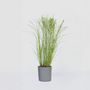 Voir la diapositive 6 : PLANT IN A BOX Roseau de Chine - Miscanthus sinensis 'Gracillimus' - Hauteur 40-60cm - ⌀23cm