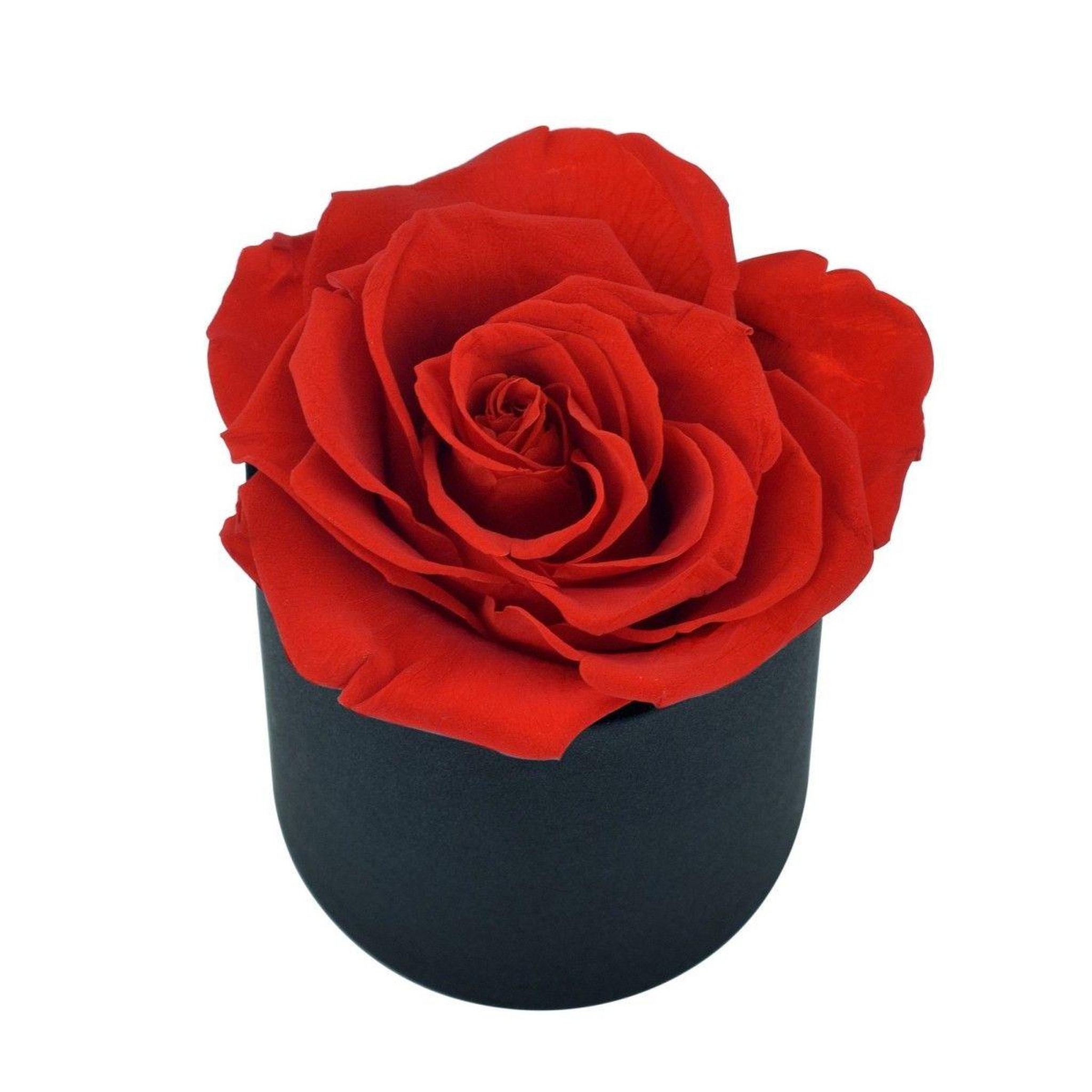 Voir la diapositive 3 : SC CRYSTAL Coffret rose éternelle - stabilisée