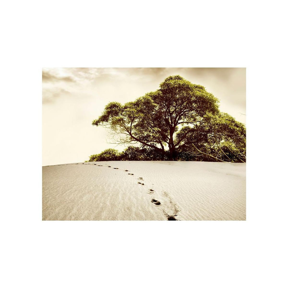 Paris Prix Papier Peint  Arbre dans le Désert