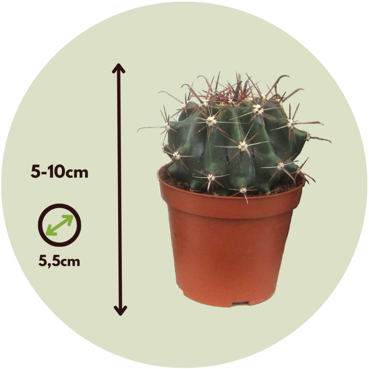 PLANT IN A BOX Mélange de mini cactus - Set de 6 - Cactus - Hauteur 5-10cm - ⌀5,5cm