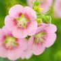 Voir la diapositive 3 : PLANT IN A BOX Mauve du Cap - Set de 6 - Anisodontea capensis 'El Rayo' - H25-40cm - ⌀9cm