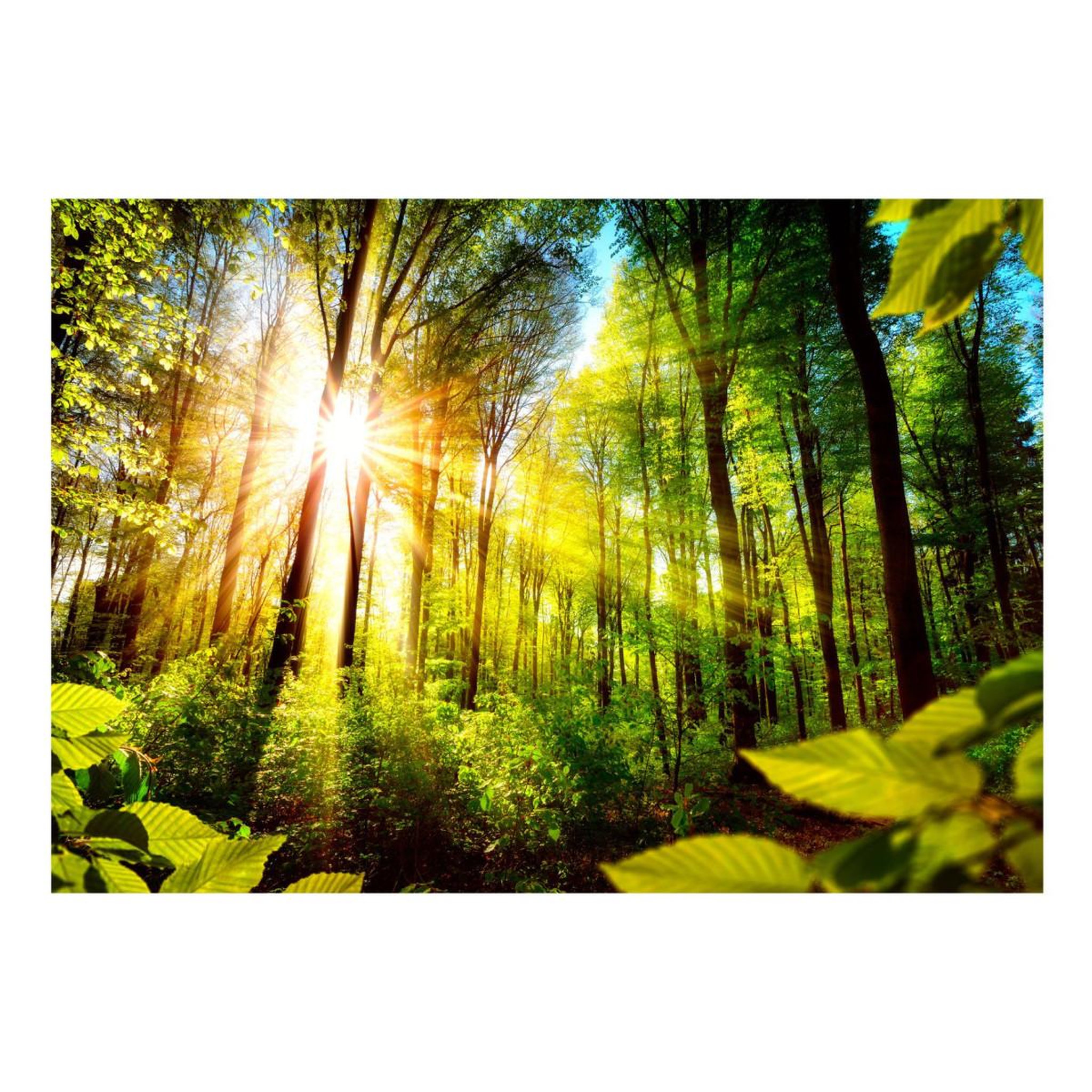 Voir la diapositive 2 : Paris Prix Papier Peint  Forest Hideout