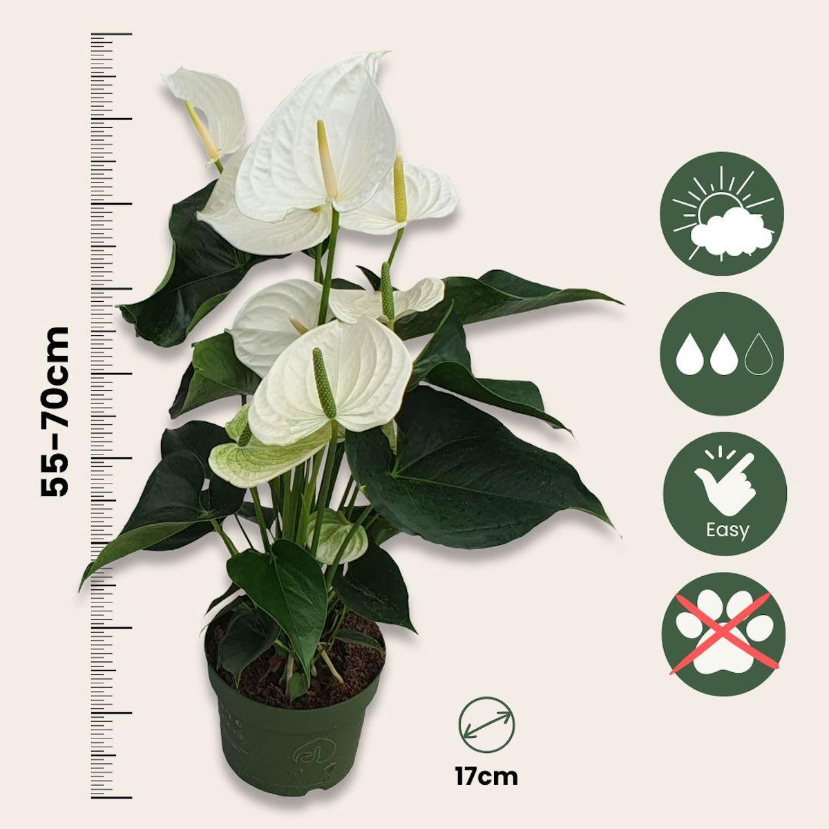 PLANT IN A BOX Langue de feu - Anthurium 'Alaska White' - Hauteur 55-70cm - ø17cm