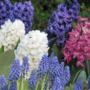 Voir la diapositive 5 : PLANT IN A BOX Jacinthe - Set de 10 - Hyacinthus - Bulbes à fleurs
