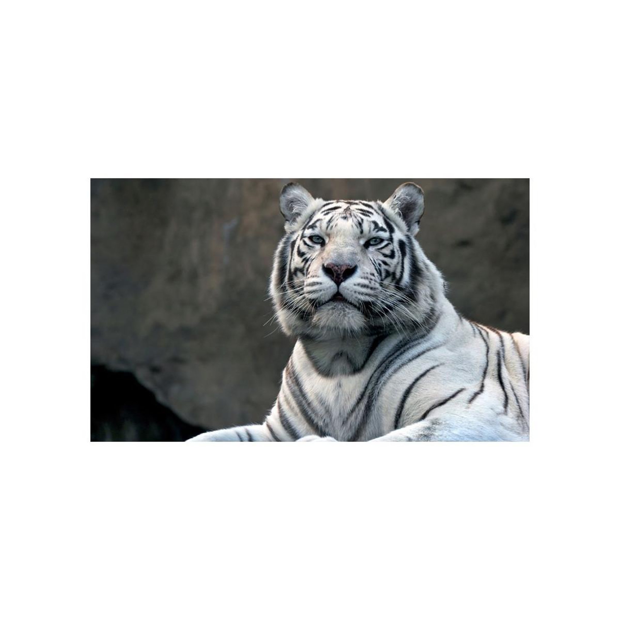 Voir la diapositive 2 : Paris Prix Papier peint  tigre du bengale au zoo ii  450x270cm