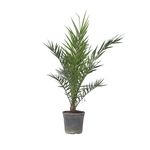 PLANT IN A BOX Palmier Dattier nain - Phoenix canariensis - Hauteur 80-100cm - ⌀19cm