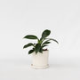 Voir la diapositive 5 : PLANT IN A BOX Plante verte - Philodendron 'Green Princess' - Hauteur 20-30cm - ⌀12cm
