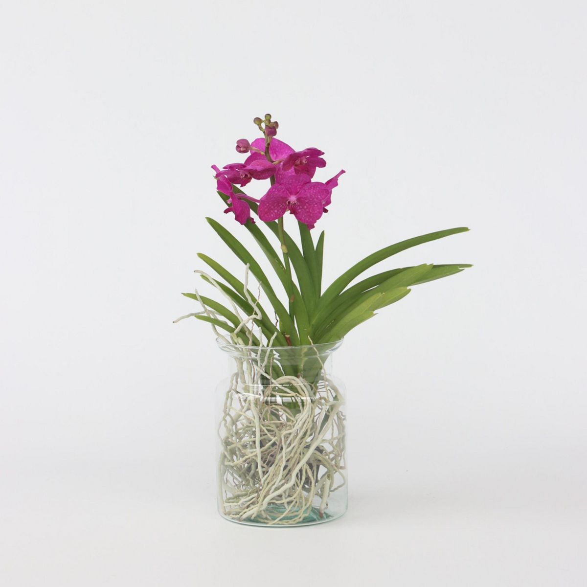 PLANT IN A BOX Orchidée - Vanda 'Cerise' - Hauteur 40-50cm - ⌀14cm