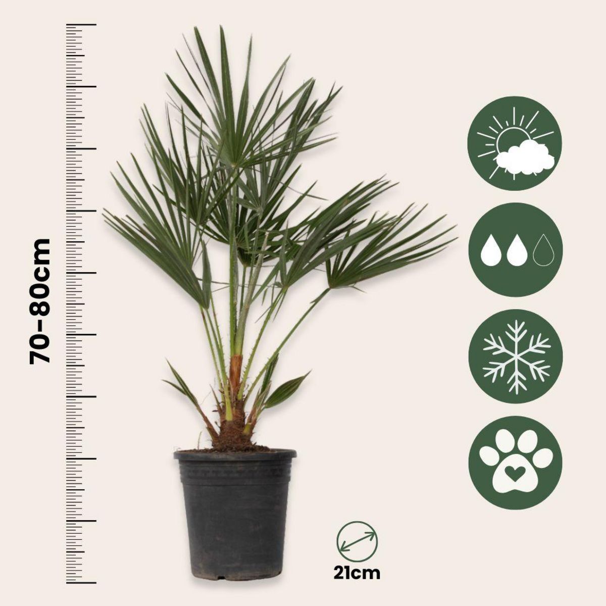 PLANT IN A BOX Palmier nain - Chamaerops humilis - Hauteur 70-80cm - ⌀21cm