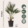 Voir la diapositive 2 : PLANT IN A BOX Palmier nain - Chamaerops humilis - Hauteur 70-80cm - ⌀21cm