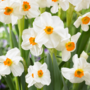 Voir la diapositive 3 : PLANT IN A BOX Mélange de bulbes pour le jardin - Set de 25 - Narcissus, Tulipa, Hyacinthus