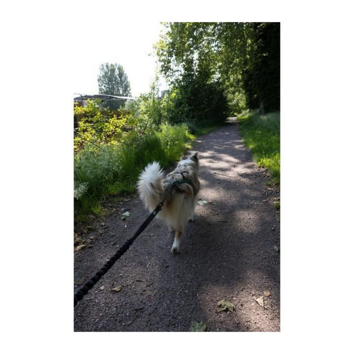 Longe de traction pour chien - CLASSICA - XL - 2.4 m - Chiens jusqu'a 25 kg