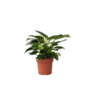 Voir la diapositive 1 : PLANT IN A BOX Plante verte - Philodendron 'White Wave' - Hauteur 25-40cm - ⌀12cm