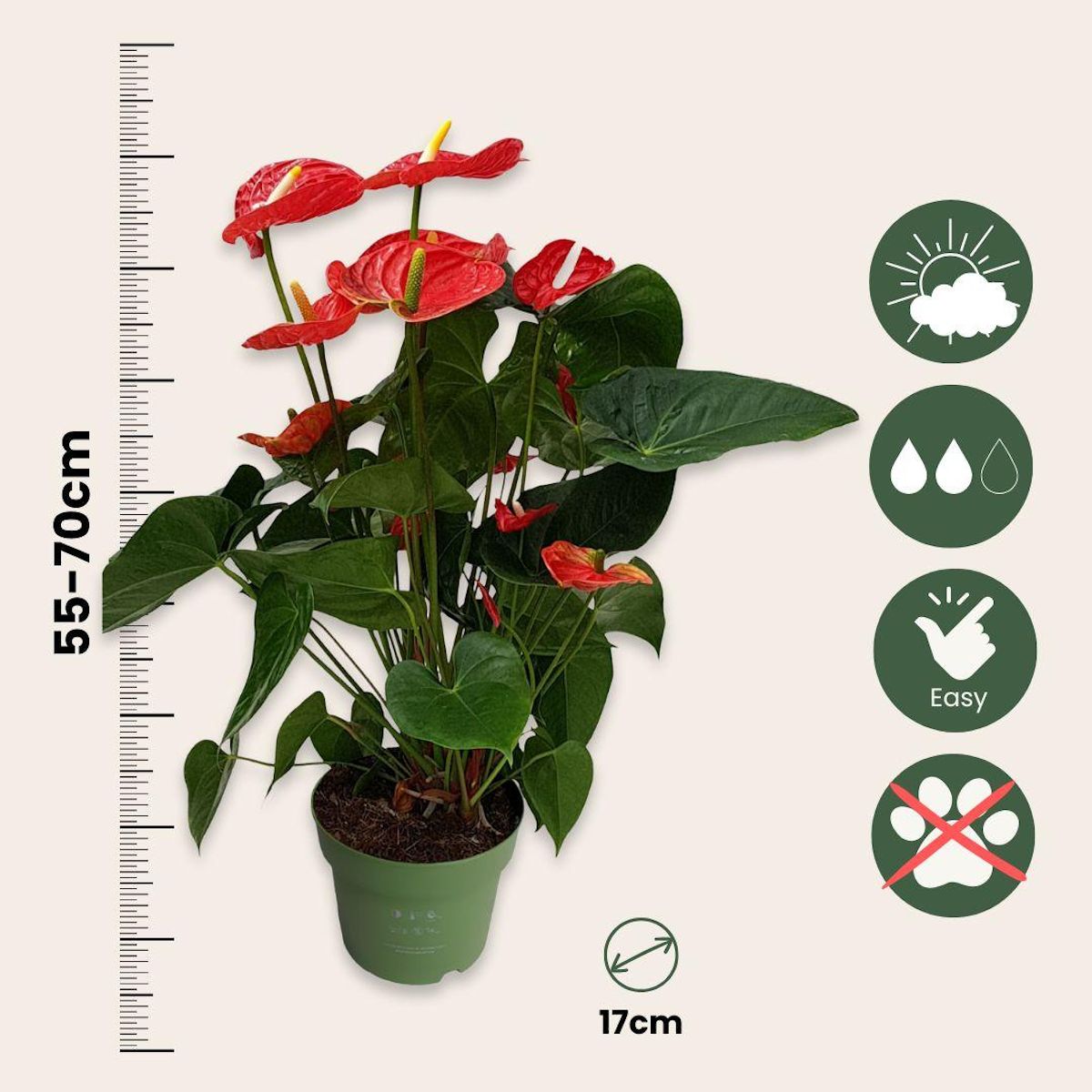 PLANT IN A BOX Langue de feu - Anthurium 'Madural Red' - Hauteur 55-70cm - ø17cm