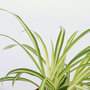 Voir la diapositive 3 : PLANT IN A BOX Plante araignée - Set de 3 - Chlorophytum comosum 'Atlantic' - H25-40cm - ⌀12cm