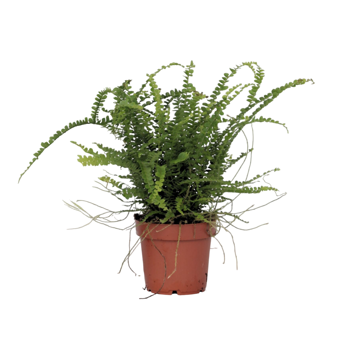 PLANT IN A BOX Fougère de Duff - Nephrolepis 'Duffii' - Hauteur 25-40cm - ⌀12cm