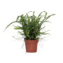 Voir la diapositive 1 : PLANT IN A BOX Fougère de Duff - Nephrolepis 'Duffii' - Hauteur 25-40cm - ⌀12cm