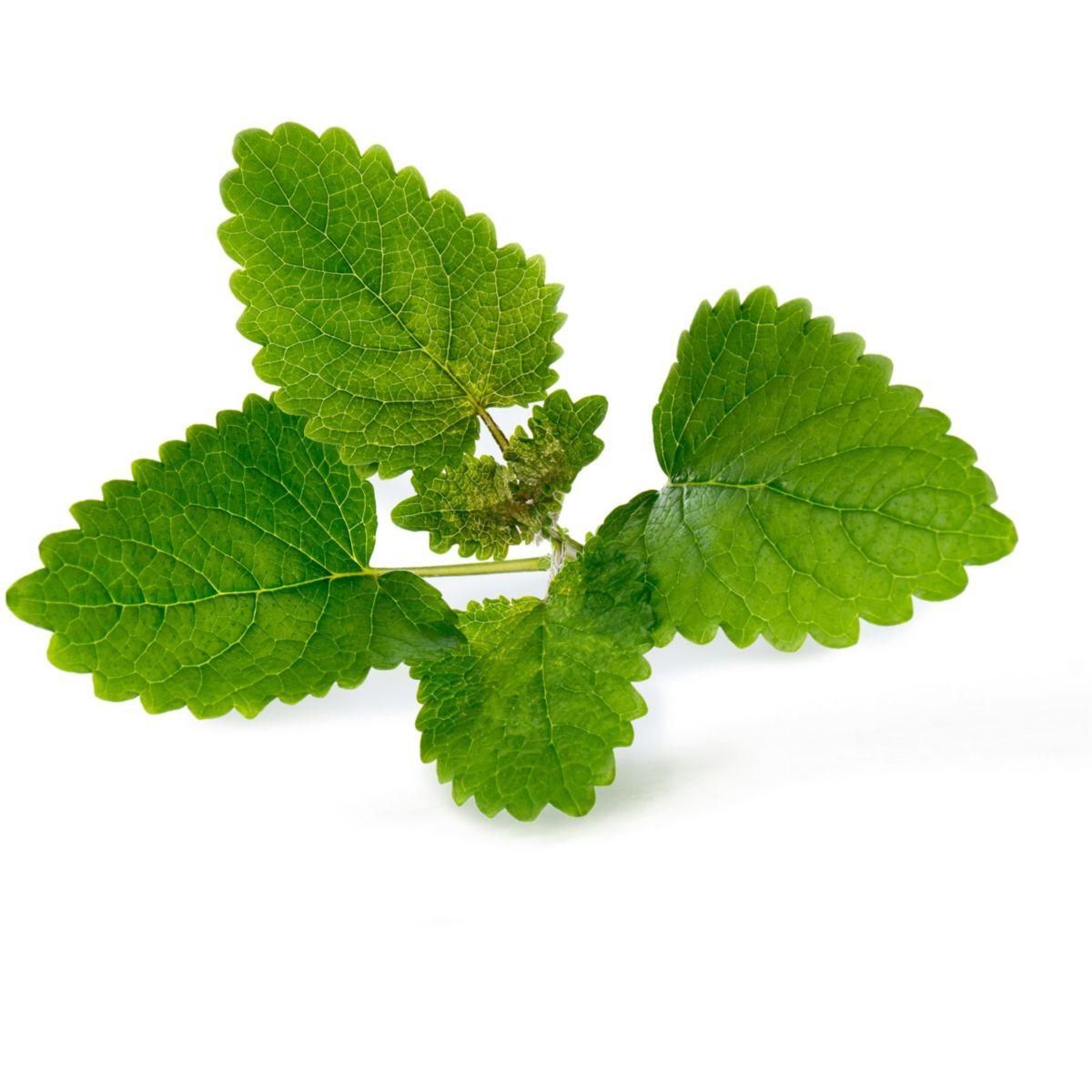 VERITABLE Recharge jardin d'intérieur Melisse BIO