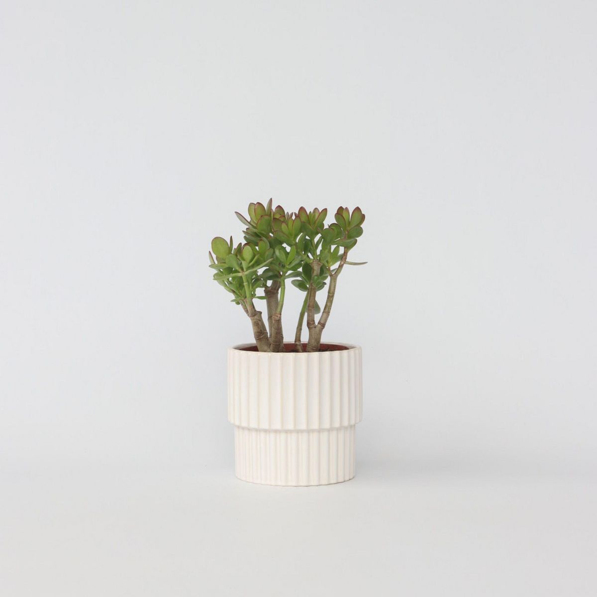 PLANT IN A BOX Arbre de jade - Crassula ovata 'Minor' - Hauteur 30-35cm - ⌀17cm