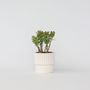 Voir la diapositive 6 : PLANT IN A BOX Arbre de jade - Crassula ovata 'Minor' - Hauteur 30-35cm - ⌀17cm