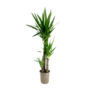Voir la diapositive 1 : PLANT IN A BOX Pied d'éléphant - Yucca elephantipes - Hauteur 130-140cm - ⌀24cm