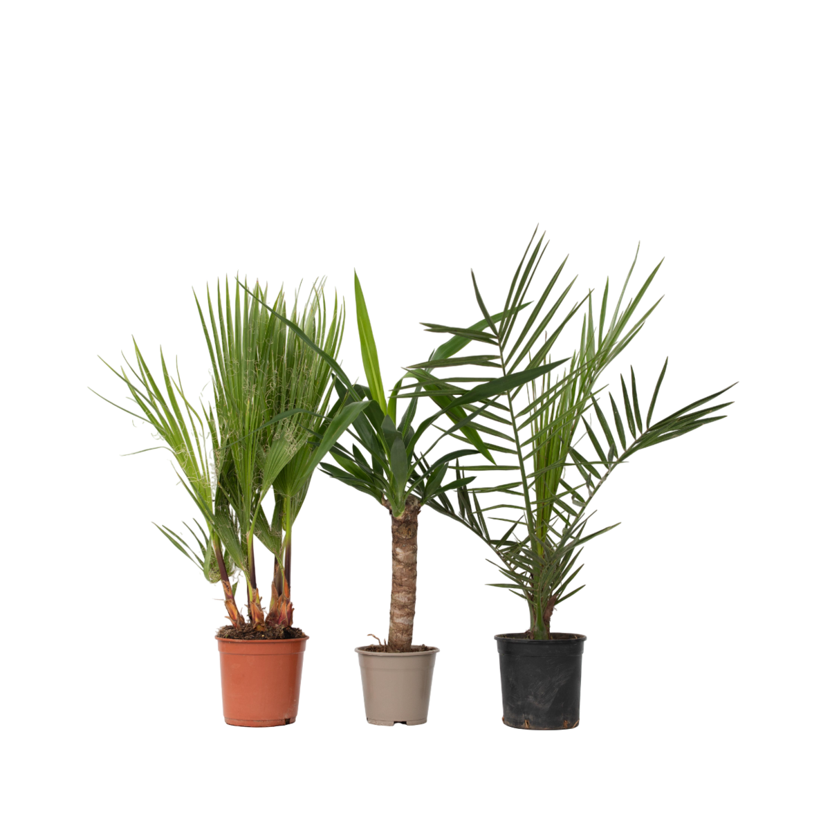 PLANT IN A BOX Mélange de Palmiers d'intérieur - Set de 3 - Indoor Palmmix - H50-70cm - ⌀14cm