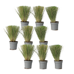 PLANT IN A BOX Herbe aux plumes - Set de 9 - Stipa tenuifolia 'Pony Tails' - H20-30cm - ⌀9cm