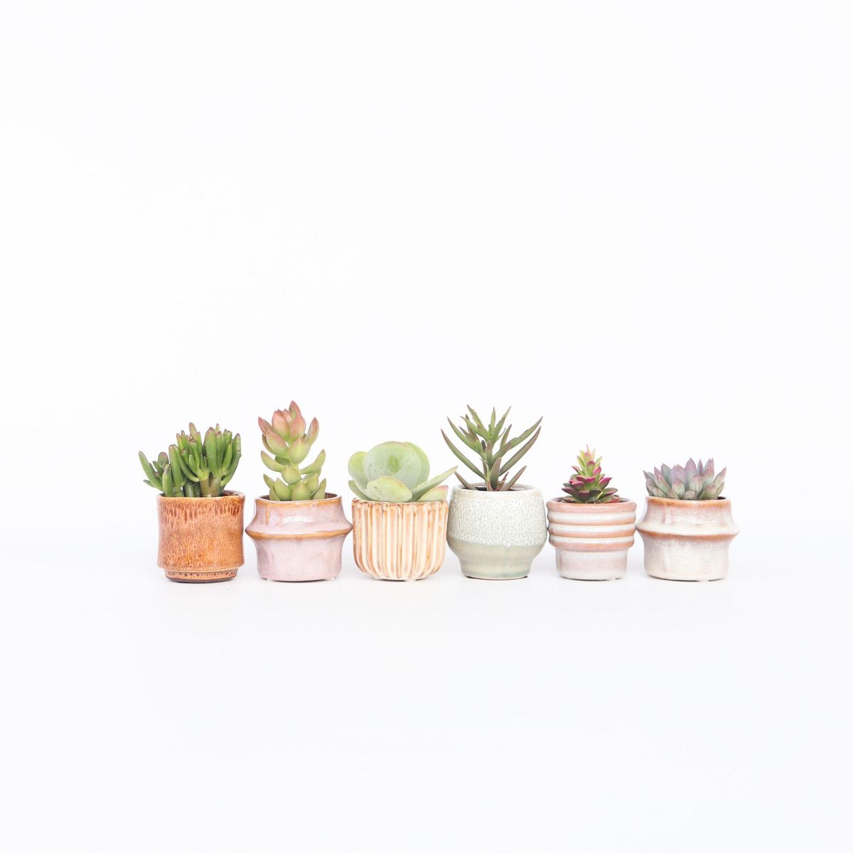 PLANT IN A BOX Mélange de petites succulentes - Set de 60 - Succulent Mix - H5-10cm - ⌀5,5cm