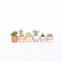 Voir la diapositive 6 : PLANT IN A BOX Mélange de petites succulentes - Set de 60 - Succulent Mix - H5-10cm - ⌀5,5cm