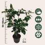 Voir la diapositive 2 : PLANT IN A BOX Camélia - Camellia japonica 'Bonomiana' - Hauteur 50-60cm - ⌀15cm