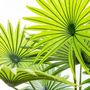 Voir la diapositive 2 : ATMOSPHERA Plante Artificielle en Pot  Palmier  120cm Vert